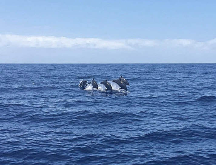 67be22aa5ce2a_Linea-Salmon-5-dolphins-Jump-600x4501-1