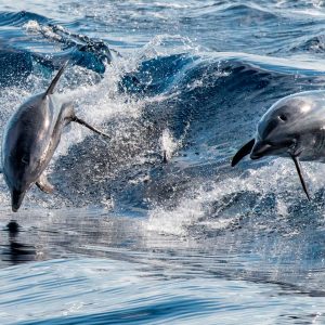 Recherche de dauphins et baleines